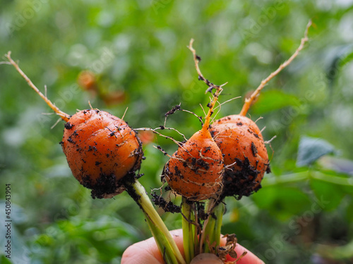Mini Möhren aus eigener Ernte