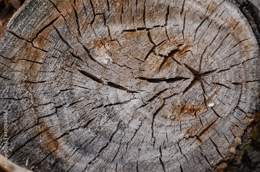 Fototapeta premium cut wood, texture, background, wood