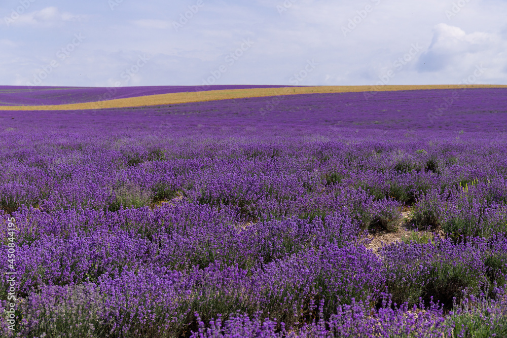 Naklejka premium Blooming lavender in the summer. lavender blooming scented flowers.