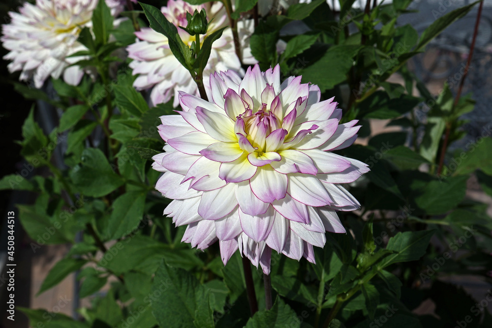 Fototapeta premium Isolated natural dahlia flower on green background