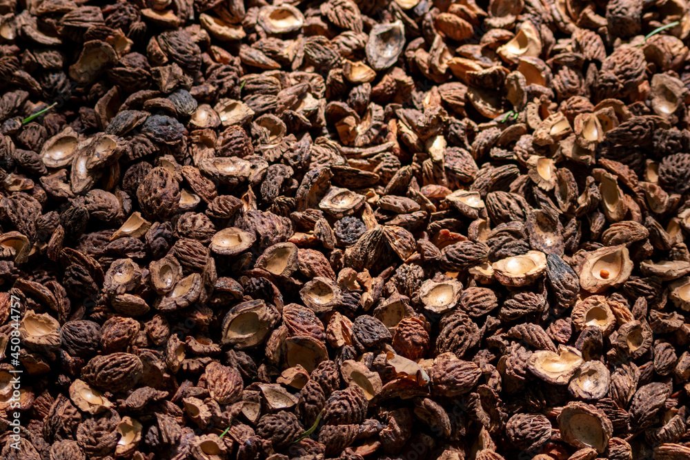 Organic background with shredded peach seeds as organic mulching and sustainable pathway in organic gardening scenery as dry fertilizer in agricultural ecosystems and scattered wood chips close-up Organic background with shredded peach seeds as organic mulching and sustainable pathway in organic gardening scenery as dry fertilizer in agricultural ecosystems and scattered wood chips close-up