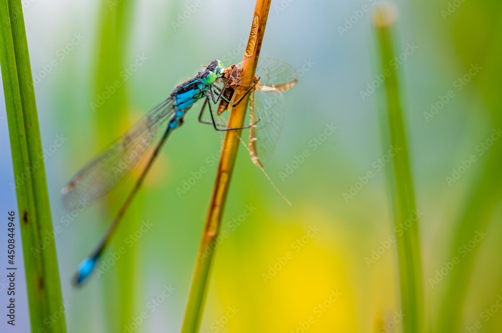 The blue-tailed damselfly or common bluetail (Ischnura elegans) holding on to blades of grass and eating its prey, mayfly. Macro shot, high magnification. Shallow depth of field. The blue-tailed damselfly or common bluetail (Ischnura elegans) holding on to blades of grass and eating its prey, mayfly. Macro shot, high magnification. Shallow depth of field.