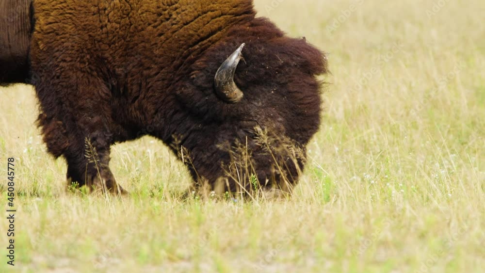 Wild Bison in the meadow, Portrait of American bison, Protection of Nature Concept. Bisons in their natural environment. Animal in the wild, Wildlife in Nature Reserve, Telephoto lens close up 4k Wild Bison in the meadow, Portrait of American bison, Protection of Nature Concept. Bisons in their natural environment. Animal in the wild, Wildlife in Nature Reserve, Telephoto lens close up 4k