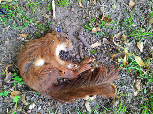 Dead red Eurasian squirrel as fallen animal on the ground with dead body and corpse shows death of animals and the need for animal protection like rodents killed by an accident in traffic or roadkill photo