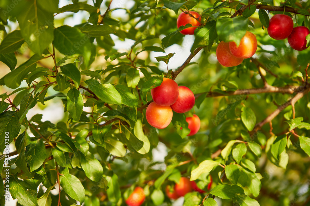 cherry plum, prunus cerasifera, tree, fruit tree,