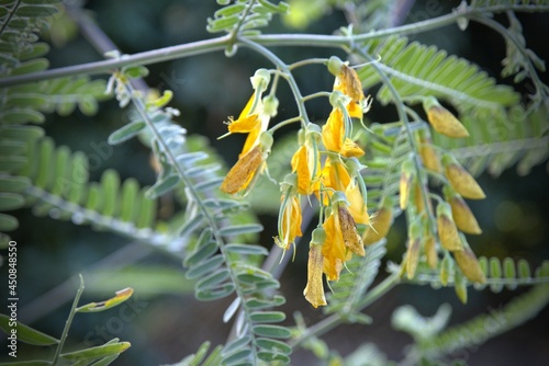 Sesbania flowers are full bloom with Sunlight in the morning time.