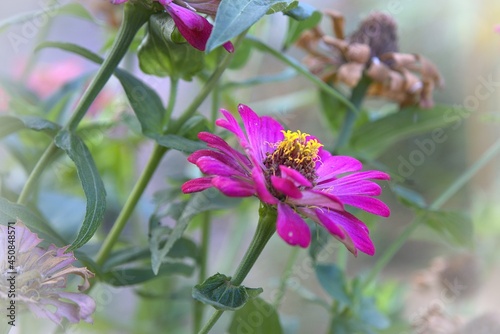 Side of Purple Common Zinnia (Zinnia elegant) in garden with space for putting text, lowkey