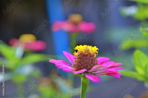 Side of Purple Common Zinnia (Zinnia elegant) in garden with space for putting text, lowkey