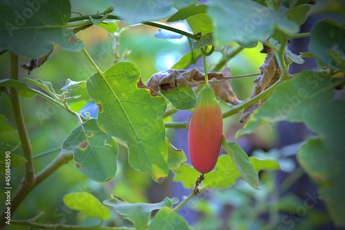 The Ivy gourd (scientific name: Coccinia grandis), red ripe fruit hanging on the vine in the garden.