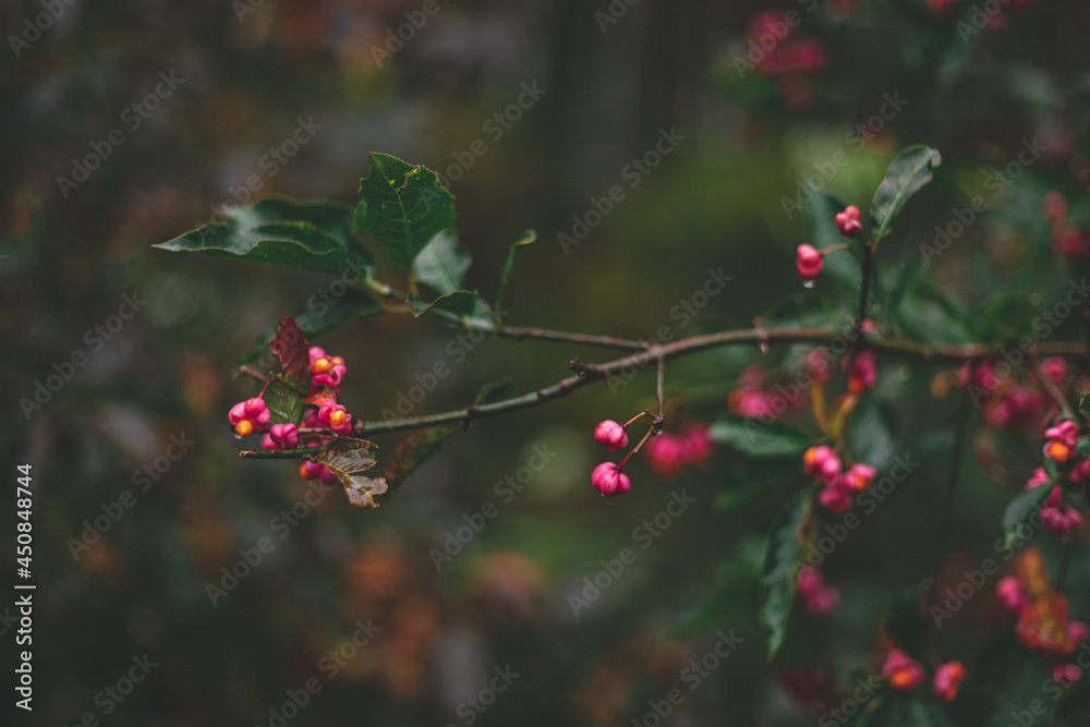 Deciduous shrub, pink flowers with orange seeds of euonymus europaeus or spindle. Celastraceae Deciduous shrub, pink flowers with orange seeds of euonymus europaeus or spindle. Celastraceae