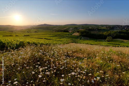 Sancerre vineyard in the Loire valley