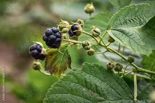 black ready for eating and yet green blackberries in natural habitat. Forest berries found in august beginning. Green natural blurred background