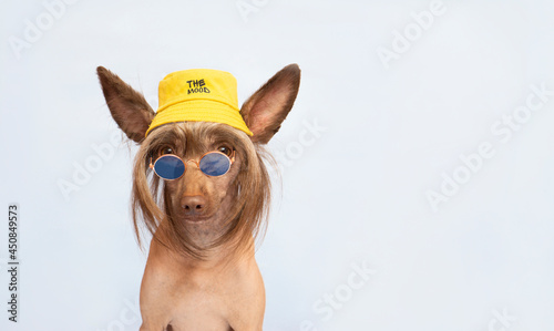 Canvas Print Smiling  chinese crested hairless brown dog looking at camera  in sunglasses and a yellow bucket  hat  on a blue background with copy space