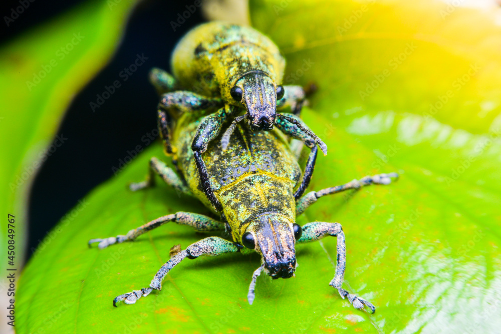 Naklejka premium Close-up green weevil mating on leaves