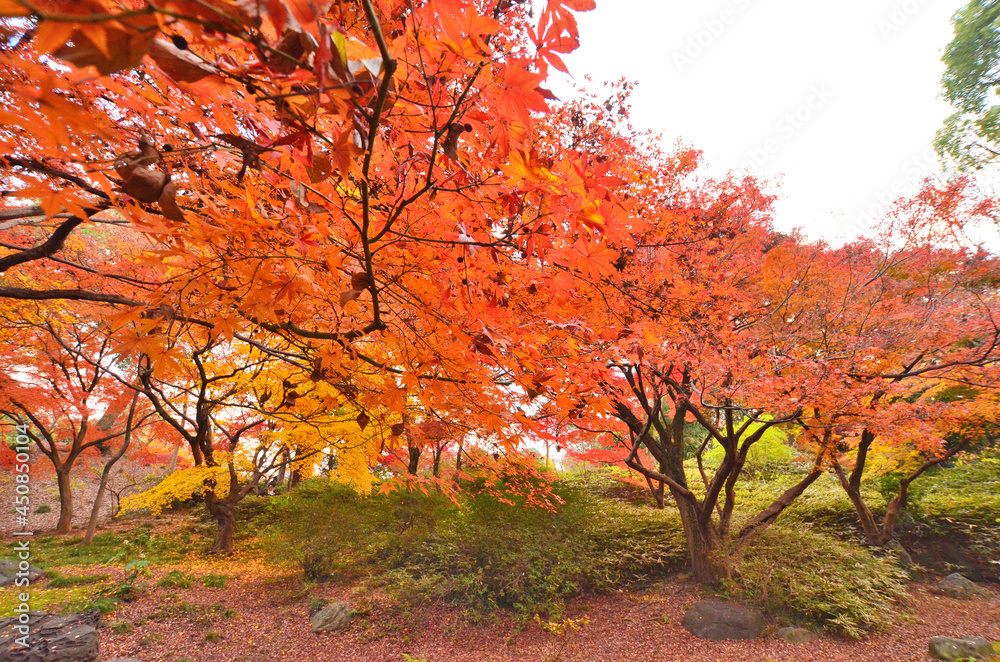 日本　東京都文京区本駒込にある六義園の紅葉