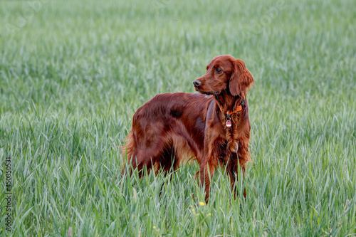 Beautiful, shiny Irish Setter pointer stands in the grain field and watches the hunting ground attentively..