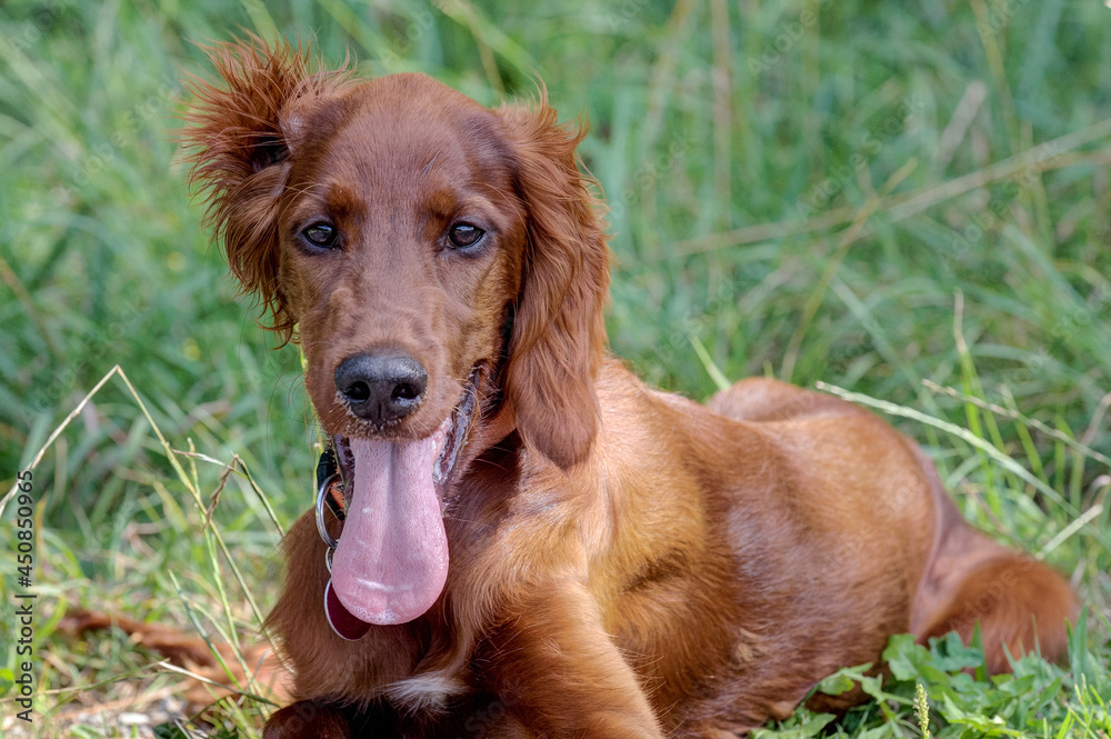 Beautiful little Irish Setter puppy lies in the green grass and looks cheekily into the camera. Beautiful little Irish Setter puppy lies in the green grass and looks cheekily into the camera.