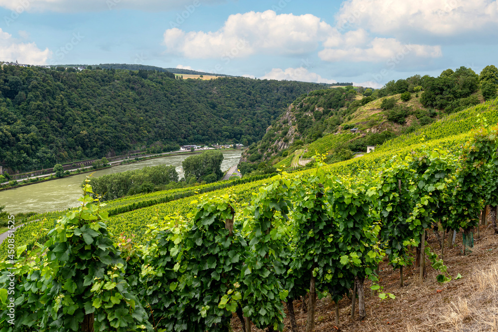 Beautiful vineyards in the summer season in western Germany in the background hills covered with forest.