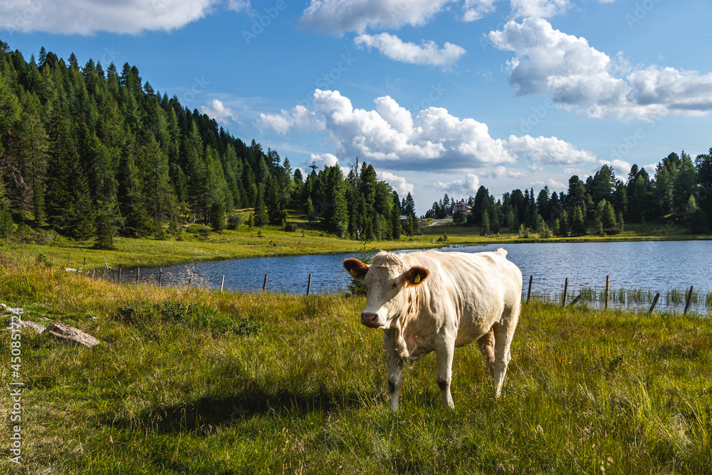 Fototapeta premium Schwarzsee, Turracher Höhe
