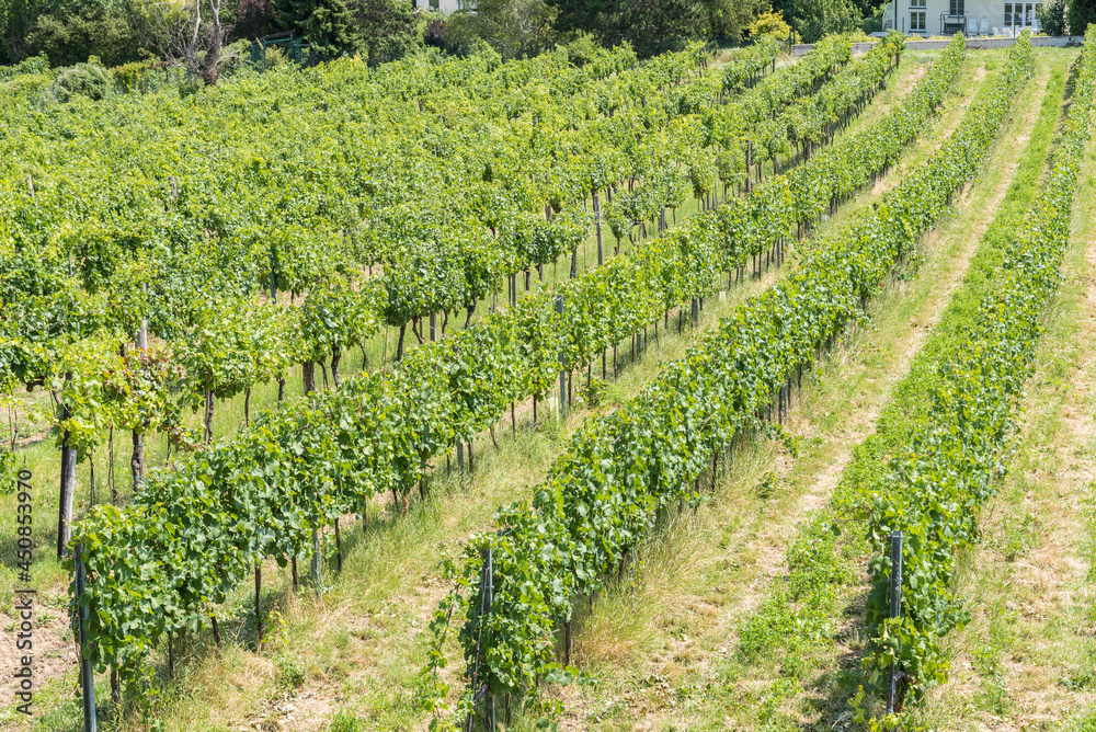 umfangreicher Weingarten - Weinanbau