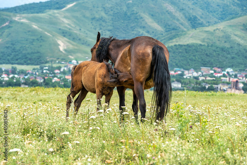 mare and foal in the pasture