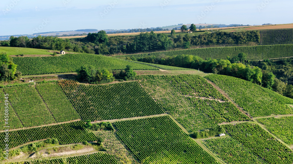 Medoc vineyard in the Loire valley