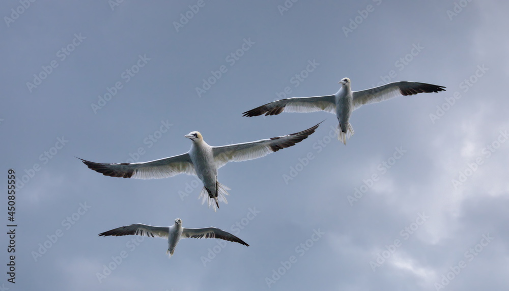 Gannets, in the sky, over the sea, near Bempton Cliffs, Yorkshire, UK Gannets, in the sky, over the sea, near Bempton Cliffs, Yorkshire, UK