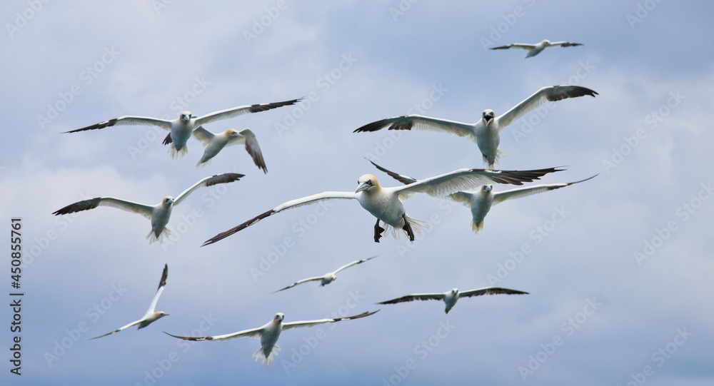 Gannets, in the sky, over the sea, near Bempton Cliffs, Yorkshire, UK Gannets, in the sky, over the sea, near Bempton Cliffs, Yorkshire, UK