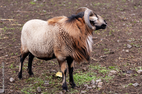  ram  bighorn sheep  Mouflon  Ovis