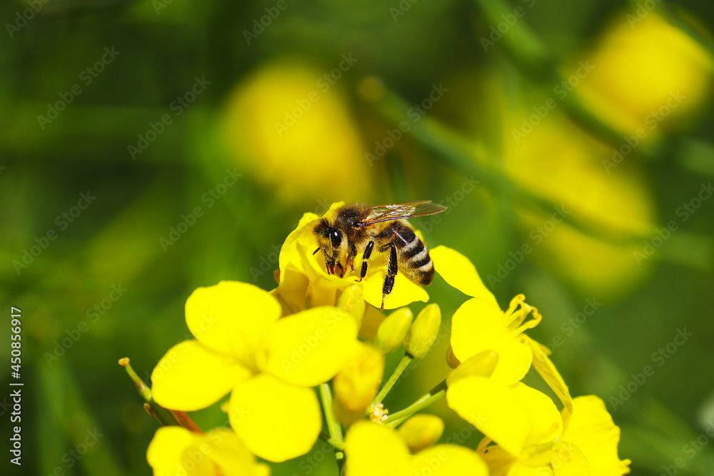 Honey bee collecting dust on yellow rapeseed flower, Bee flying from flower to flower, Nature Landscape Honey bee collecting dust on yellow rapeseed flower, Bee flying from flower to flower, Nature Landscape