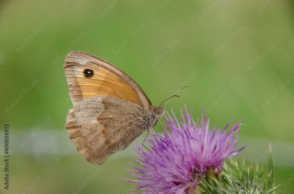 Ein schöner Falter auf einer Blüte Ein schöner Falter auf einer Blüte