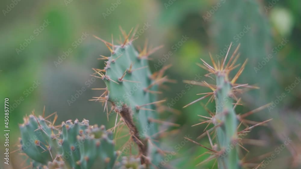 Closeup shot of thorns on cactus plant Closeup shot of thorns on cactus plant