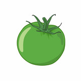 Isolated green tomato vector graphics