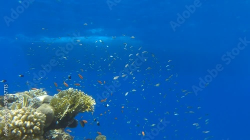 Aquascope submarine with tourists on board swim near coral reef in the blue water. Yellow submarine floats in blue water, people look at the underwater world through portholes  photo