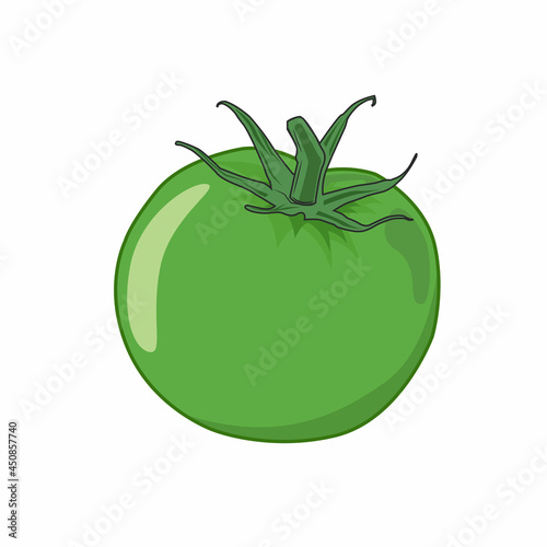 Isolated green tomato vector graphics