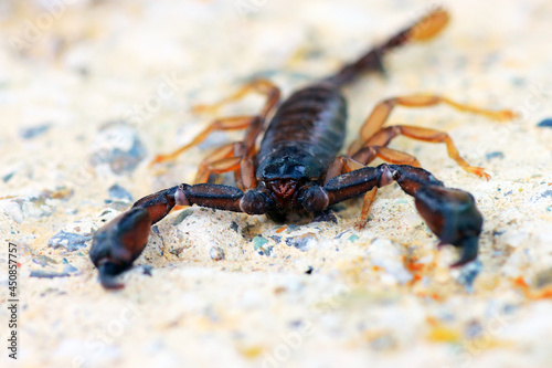 European yellow tailed scorpion - Euscorpius flavicaudis photo