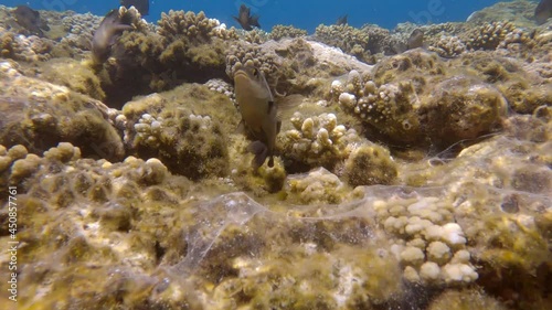 Group of Farmerfish protects the territory and burrows in the coral reef. Dusky Farmerfish (Stegastes nigricans) coral covered in spider webs from Caribbean worm snails (Petaloconchus spp) photo