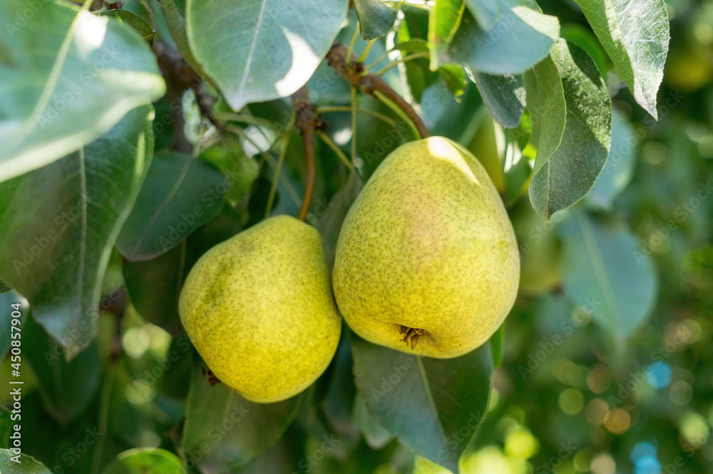 Pear tree and sunny garden Pear tree and sunny garden