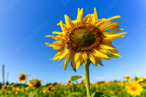 Sonnenblume