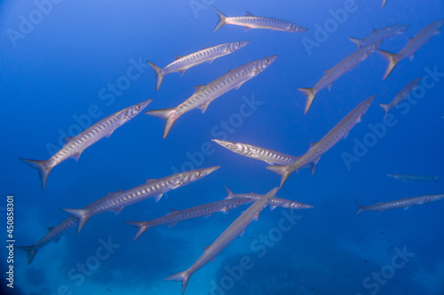 Large school of Chevron Barracuda  Sphyraena putnamae   Isola d  Elba  Italy  mediterranean sea