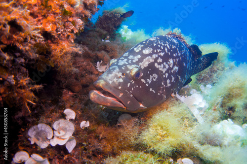 Obraz na płótnie Mediterranean Sea close up Dusky grouper - Epinephelus marginatus sitting in sof