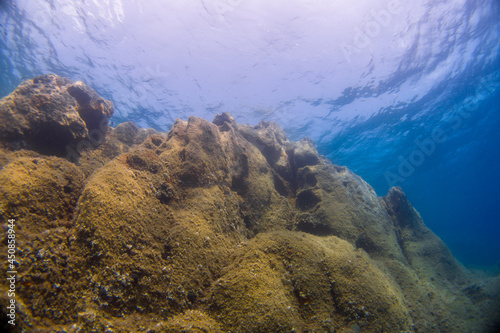 Underwater landscape of the Mediterranean Sea  corals and underwater fauna  Pianosa Marine National Park  Elba  Italy