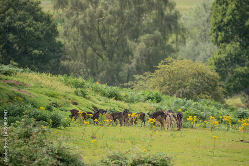 Herd of fallow deer Dama Dama during Summer afternoon in English countryside © veneratio