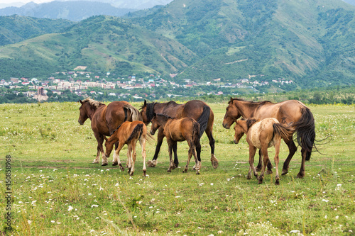 mares and foals in the pasture