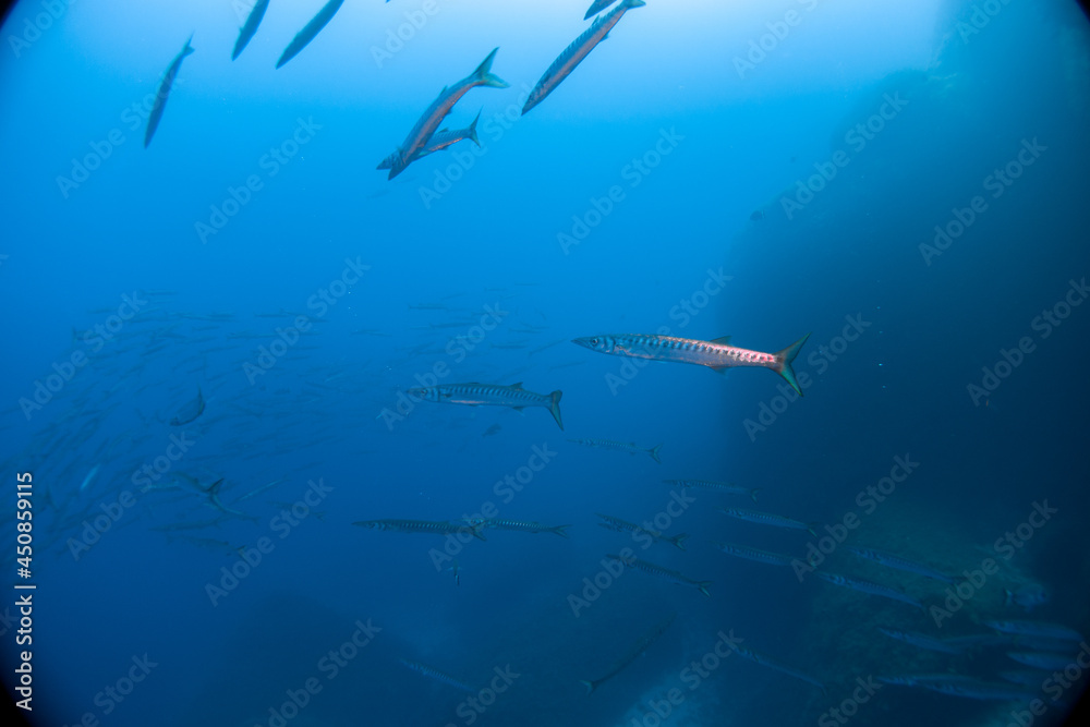 Obraz premium Large school of Chevron Barracuda (Sphyraena putnamae), Isola d' Elba, Italy, mediterranean sea