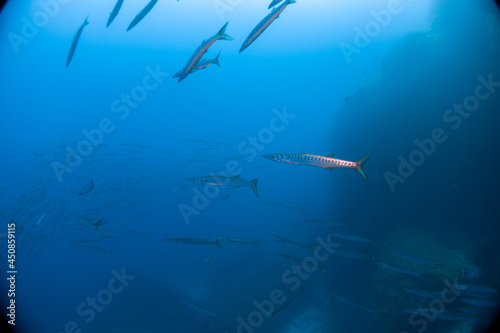 Large school of Chevron Barracuda  Sphyraena putnamae   Isola d  Elba  Italy  mediterranean sea