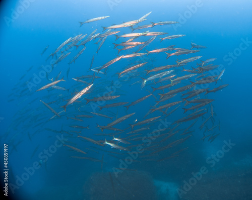 Large school of Chevron Barracuda (Sphyraena putnamae), Isola d' Elba, Italy, mediterranean sea