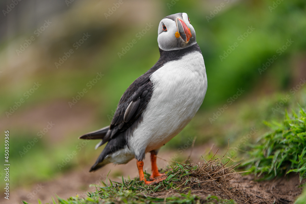 Wild Sea Birds Atlantic Puffins at the coast of Skomer Island, Pembrokeshire, Wales, UK Wild Sea Birds Atlantic Puffins at the coast of Skomer Island, Pembrokeshire, Wales, UK