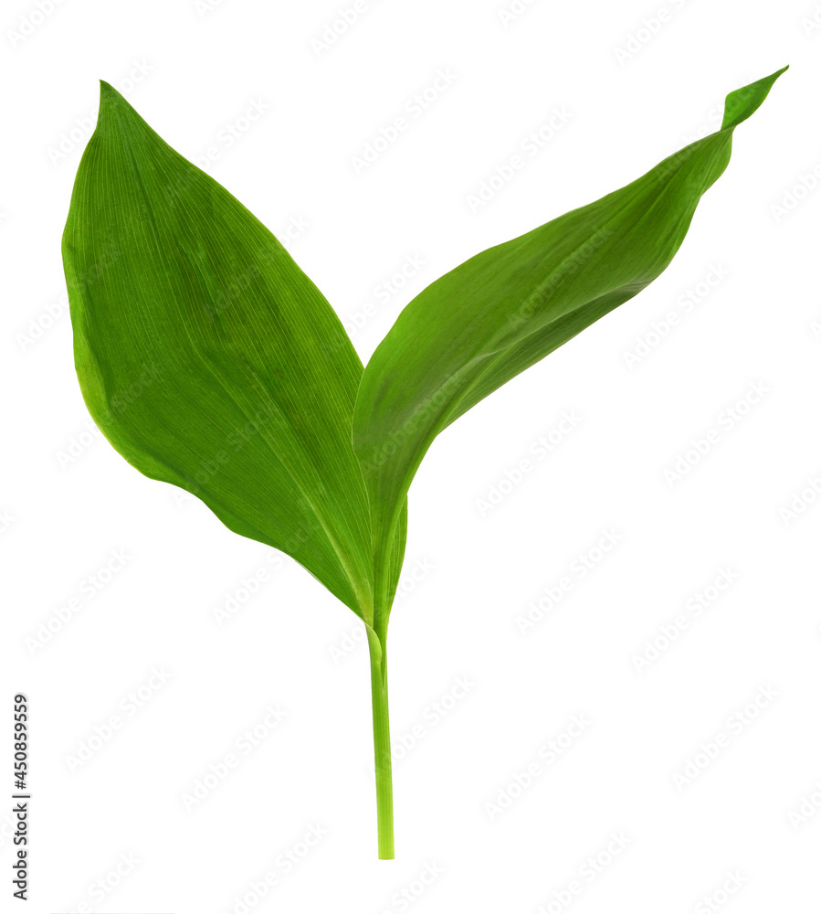 Green leaves pf Lily of the valley isolated Green leaves pf Lily of the valley isolated