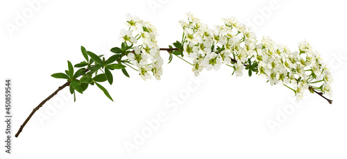 Spring twig of spiraea flow...